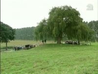 De huilende wilg bij Kapelsche veer