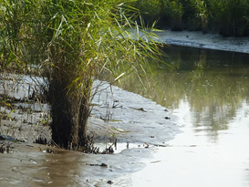 Noordwaard Biesbosch